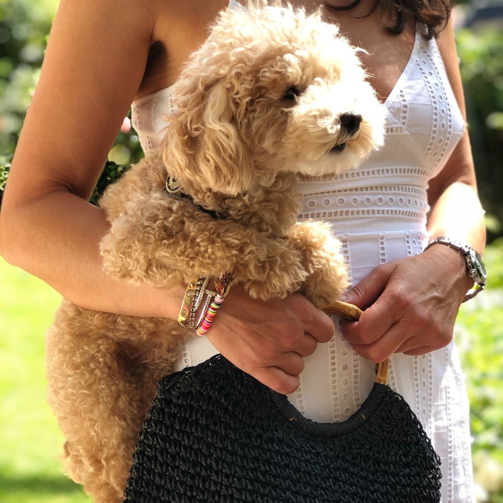Meet your Posher, Holly